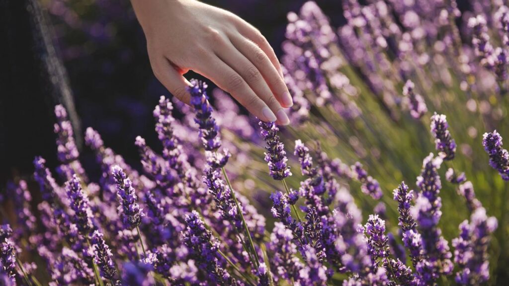 Lavanda afasta insetos e perfuma a casa: veja formas seguras de usar - Imagem do artigo