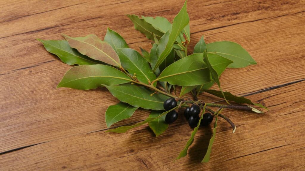 Ferver folhas de louro com vinagre: truque caseiro para deixar o ar mais leve - Imagem do artigo