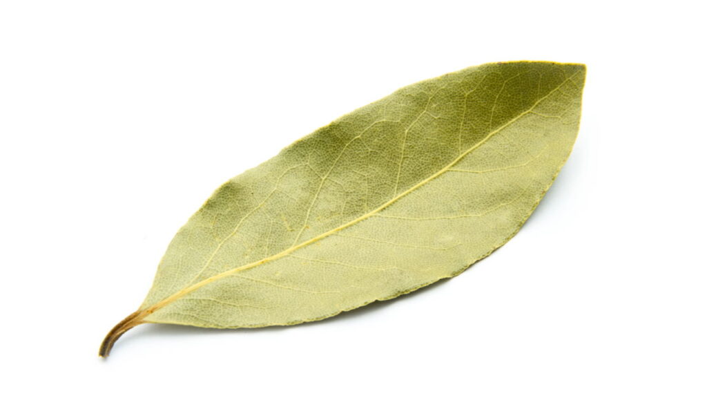 Folha de louro vira truque fácil para afastar ratos e baratas em casa - Imagem do artigo