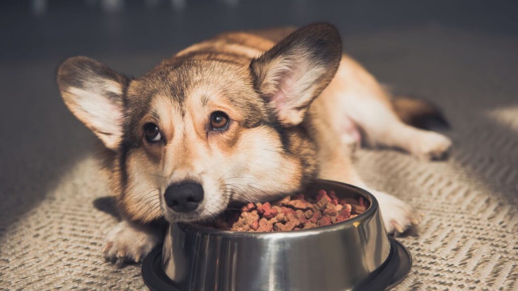 Por que alguns cães latem só para certas pessoas? Entenda o comportamento - Imagem do artigo